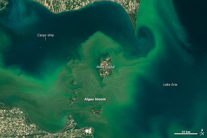 toxic algae on Lake Erie, as seen by the Landsat 8 satellite