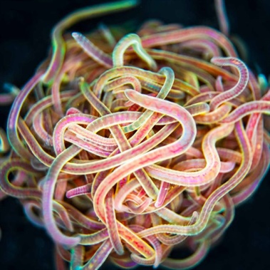 A tangled tale of worm jello
